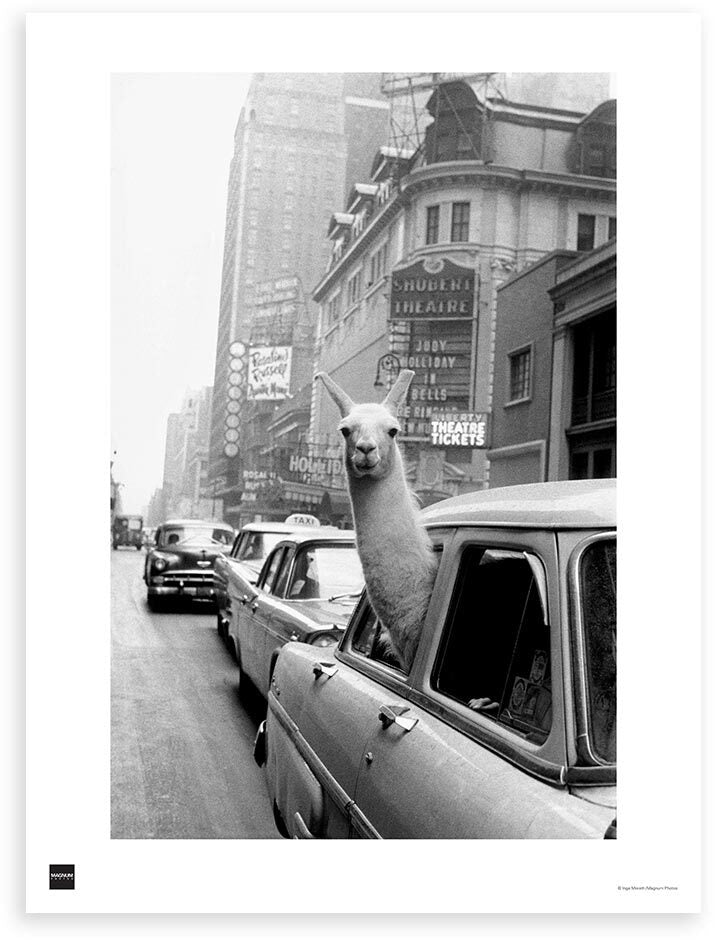 Magnum Poster: A llama in Times Square, New York, 1957